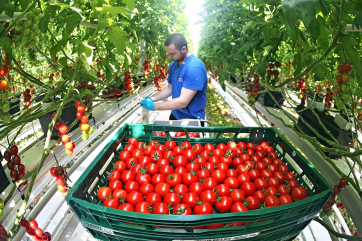 Российские овощеводы не поддержали увеличение квот на турецкие томаты
